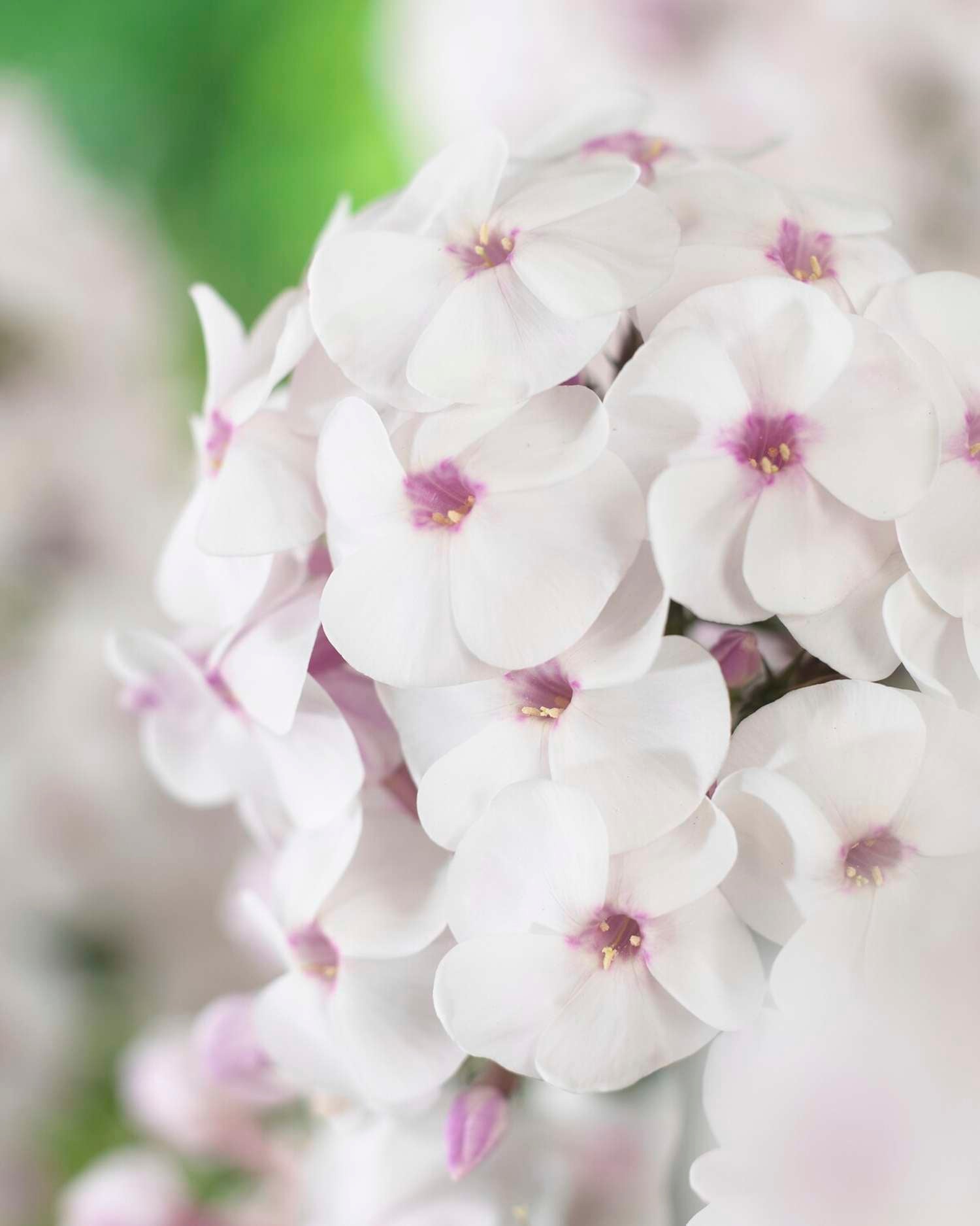 Syysleimu 'Ice Cream'